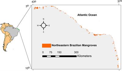 20-Years Cumulative Impact From Shrimp Farming on Mangroves of Northeast Brazil